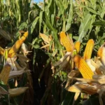 KmxJdJOLU_1300x655__1